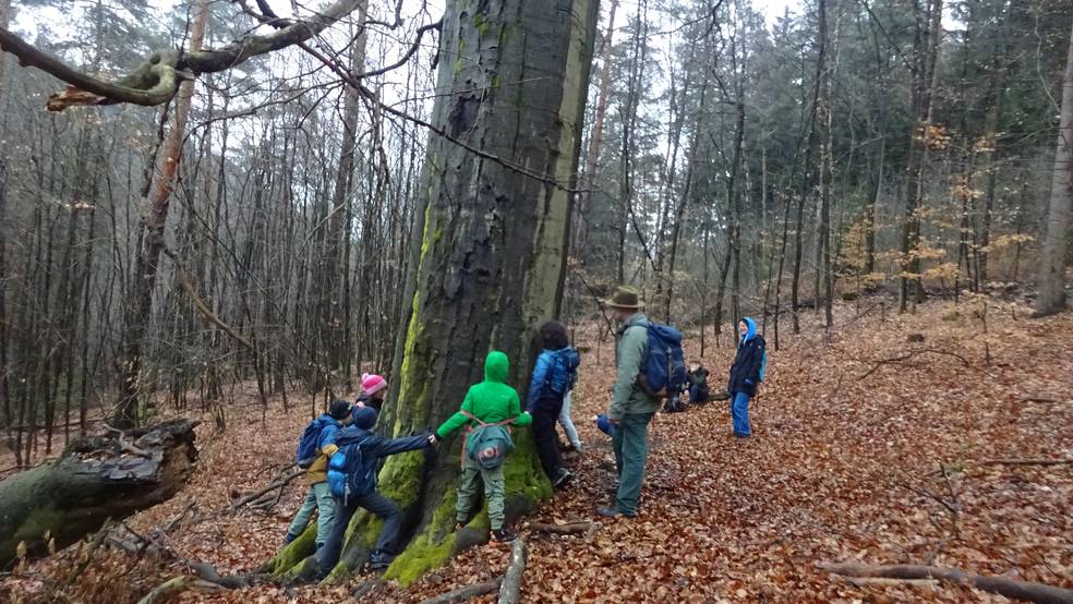 Eine Gruppe von Menschen geht in einem Wald mit gefallenen Blättern.